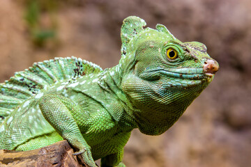 The closeup image of double crested basilisk. 
 It is one of the largest basilisk species.
Males have three crests: one on the head, one on the back, one on the tail, females only have the head crest