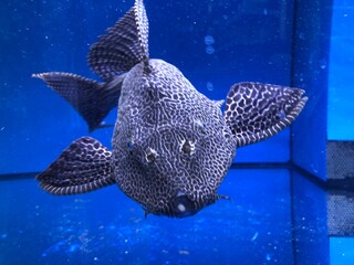 Großer Wels im Aquarium, auch für den Teich geeignet.