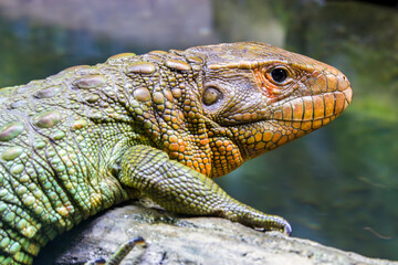 The Northern caiman lizard lies on the trunk. 
It is a species of lizard found in northern South America.
The body of the caiman lizard is very similar to that of a crocodile. 