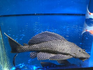 Großer Wels im Aquarium, auch für den Teich geeignet.