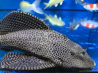 Großer Wels im Aquarium, auch für den Teich geeignet.