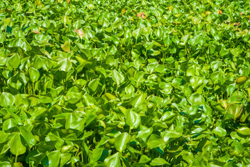 Fototapeta na wymiar Full of Water hyacinth on the river surface.