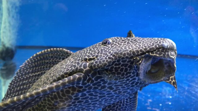 Gro&szlig;er Wels im Aquarium, auch f&uuml;r den Teich geeignet.