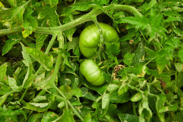 shrubs of natural organic tomatoes in the garden. selective focus, small focus area