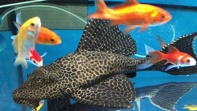 fish in aquarium