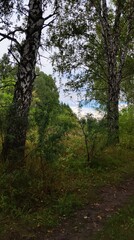 Fototapeta premium trees in the forest