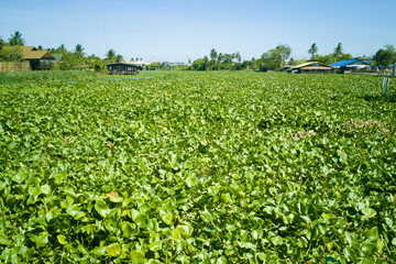 Water hyacinth on canal.