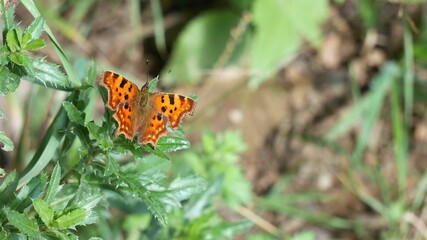 A polygon butterfly sits on a thorny bush..