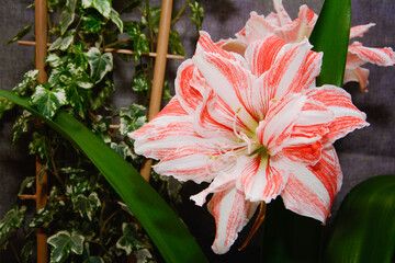 Hippeastrum Dancing Queen, home flowers, ivy, wooden stand for a climbing flower, flowers on a dark fabric background