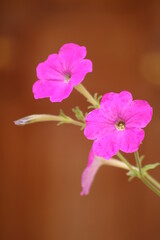 close up of a flower