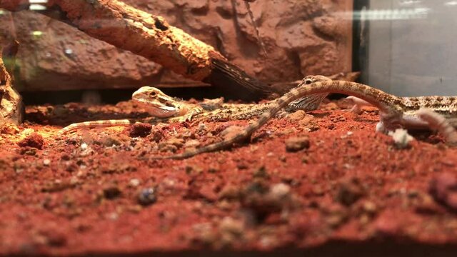 Mehrere Bartagamen im Terarium