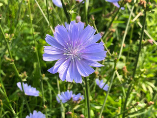blue flowers on green grass