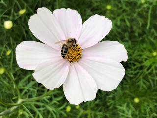 bee on a pink flower