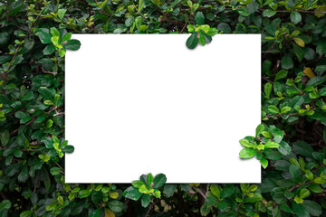 White empty paper card on green leaves background. Blank for advertising concept