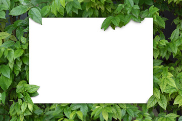 Fototapeta na wymiar White empty paper card on green leaves background. Blank for advertising concept