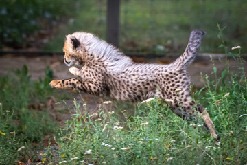 Gepard © Burghard