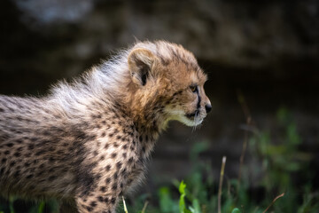 Gepard © Burghard