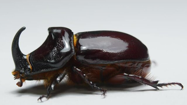 Side view of rhinoceros beetle