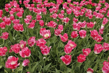 Tulips and gardens in spring