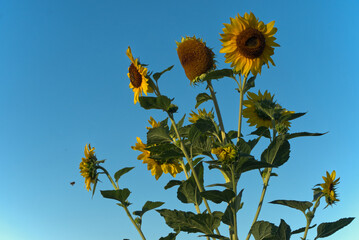 several sunflowers and a bee buzzing in front of the blossom