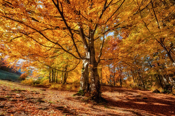 Fototapeta na wymiar Sun rays through autumn trees. Natural autumn landscape in the forest. Autumn forest and sun as a background. Autumn - image