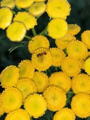 yellow chrysanthemum flowers