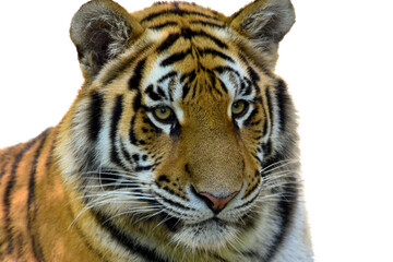 Tiger Panthera - tigris altaica isolated on white background