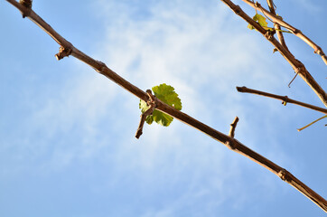 A grape leaf on a pruned vine against a blue sky in autumn