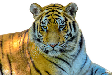 Tiger Panthera - tigris altaica isolated on white background