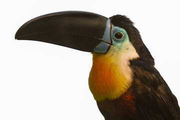 Toucan - Ramphastos vitellinus. Isolated on white background.