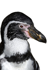 Portrait of a Humboldt penguin (Spheniscus humboldti). isolated on a white background