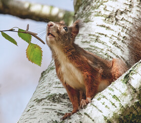 Entdeckungsfreudiges Eichhörnchen