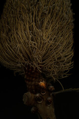 花, 緑, 植える, 木, 自然, 庭, 葉, 咲く, 白, 花, 葉, つぼみ, 植物, ガーデニング, 黄色, マクロ, ピンク