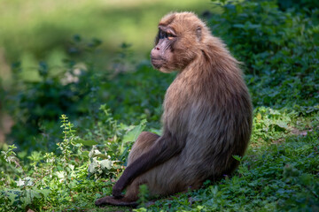 Portrait of monkey Gelada Baboons (Theropithecus gelada). 