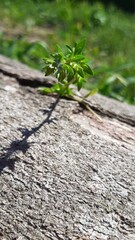 green moss on the ground