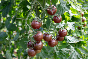 A bunch of brown black tomatoes in a greenhouse