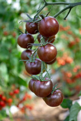 A bunch of brown black tomatoes in a greenhouse close up