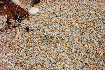 Camouflaged  crab on tropical beach.
