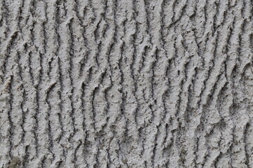 gray texture of the bark , background