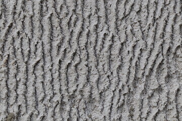 gray texture of the bark , background