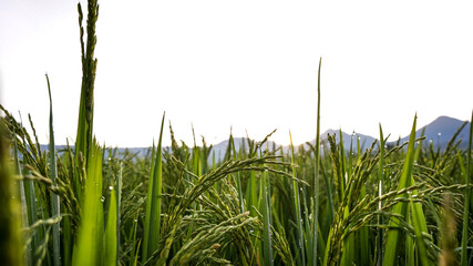 Fototapeta premium green wheat field