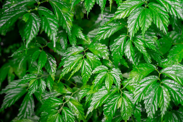 Green tree leaf (leaves), nature background and texture photo. Selective focus at once point of leaf 's part.