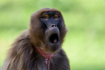 Detail portrait of monkey Gelada Baboon (Theropithecus gelada). 