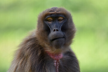 Obraz premium Detail portrait of monkey Gelada Baboon (Theropithecus gelada). 