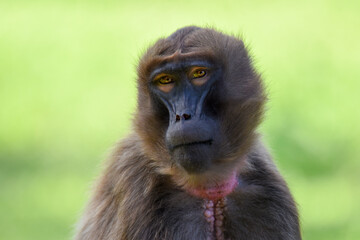 Obraz premium Detail portrait of monkey Gelada Baboon (Theropithecus gelada). 