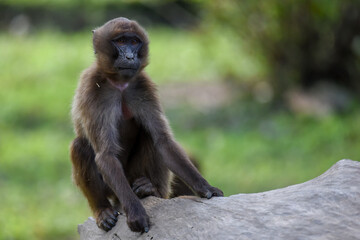 Detail portrait of young monkey Gelada Baboon (Theropithecus gelada). 