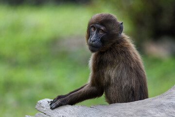 Detail portrait of young monkey Gelada Baboon (Theropithecus gelada). 