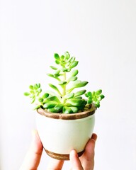 green succulent in a pot