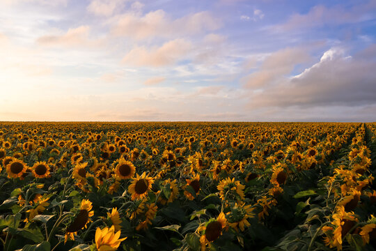 Large field of sunflowers at sunset