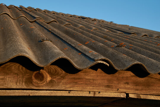 Old Roof Covered With Fungus